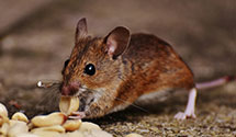 24 Hour & Emergency Exterminators in Monroe, NC
